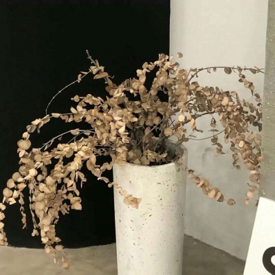 Furry角色比例设计FurryQQ群